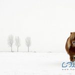 اسب منجمد شده در سرما + عکس