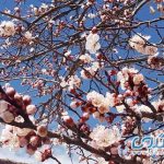 شکوفه های بهاری درختان در بروجرد + عکسها