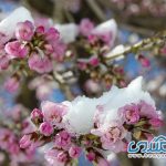 یخ زدگی شکوفه های درختان بادام + عکسها