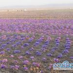 فصل پاییز و بهار گردشگری مزرعه در خراسان جنوبی
